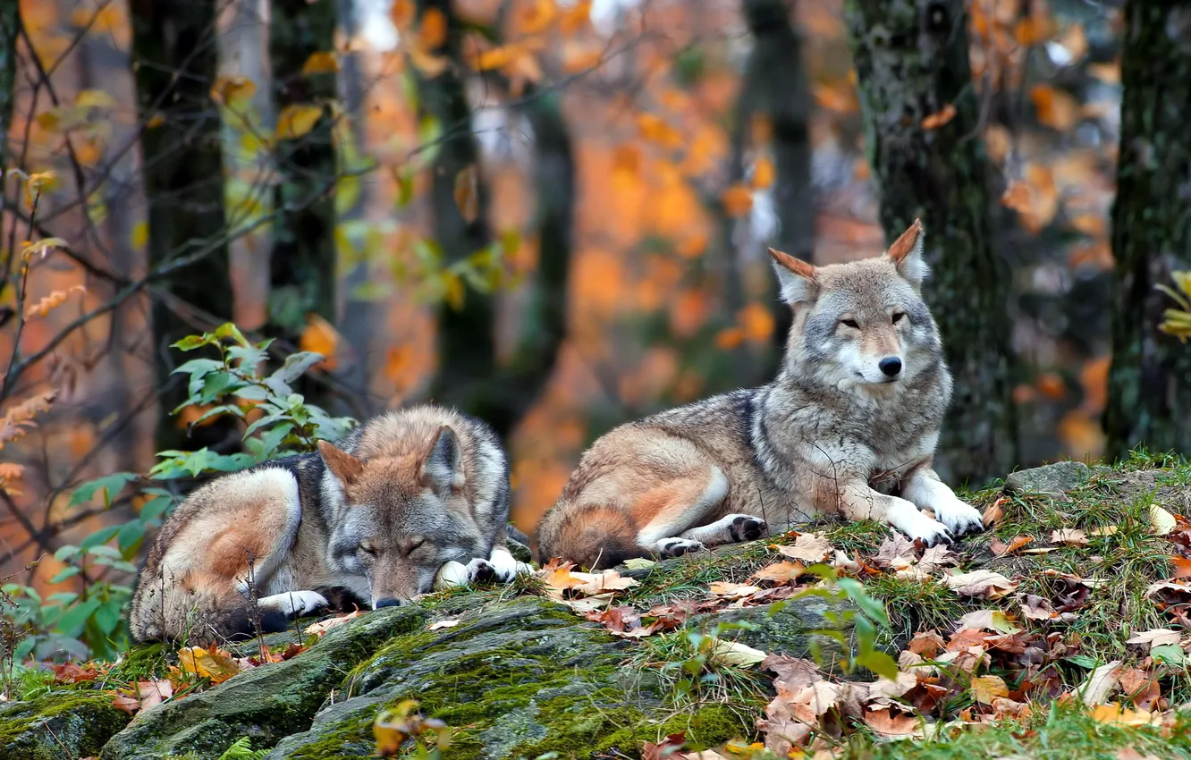 Фото обои лес, природа, Coyote