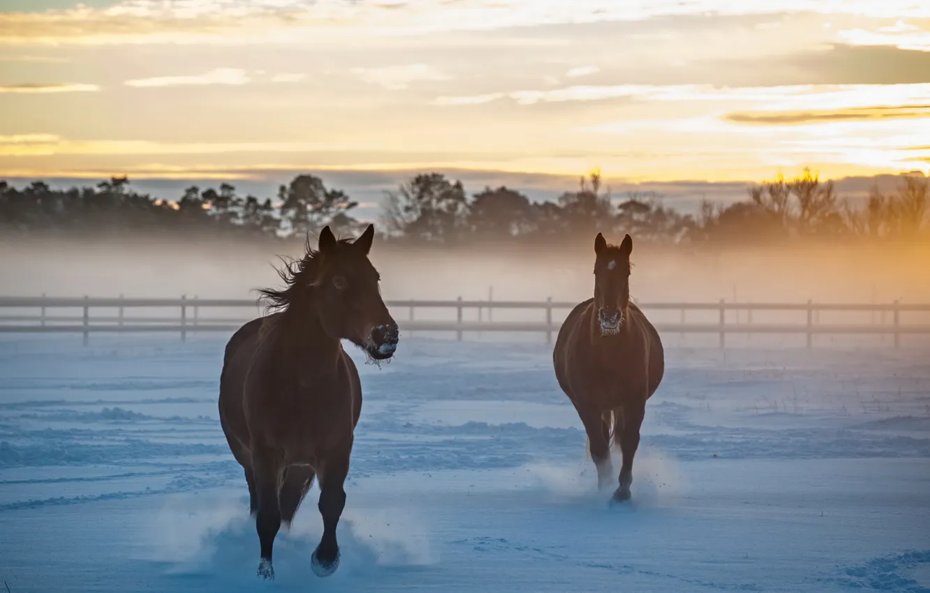 Фото обои поле, снег, кони, утро