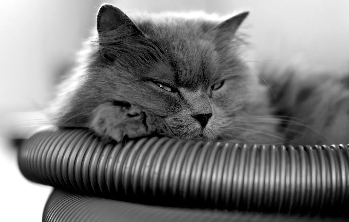 Фото обои кот, серый, лежит, смотрит