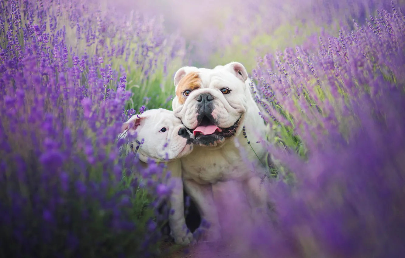Фото обои поле, язык, собаки, лето, цветы, настроение, две, щенок