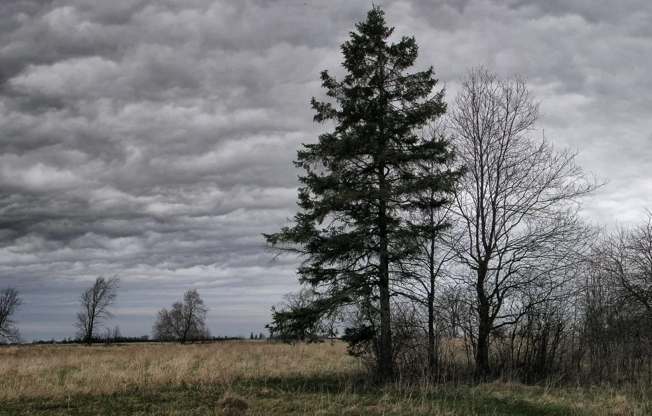 Фото обои облака, пасмурно, Дерево