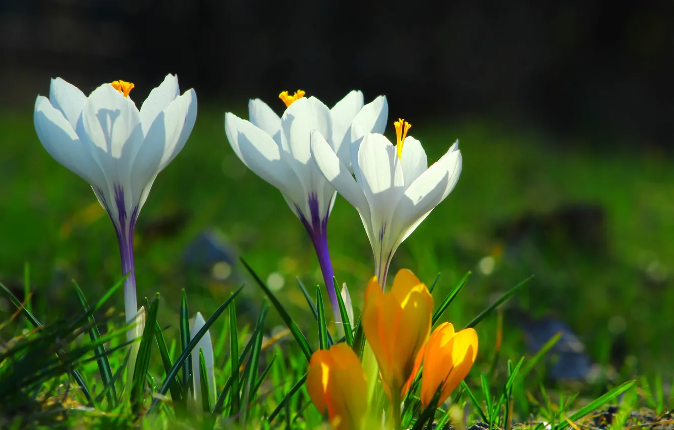 Фото обои flower, spring, Crocus