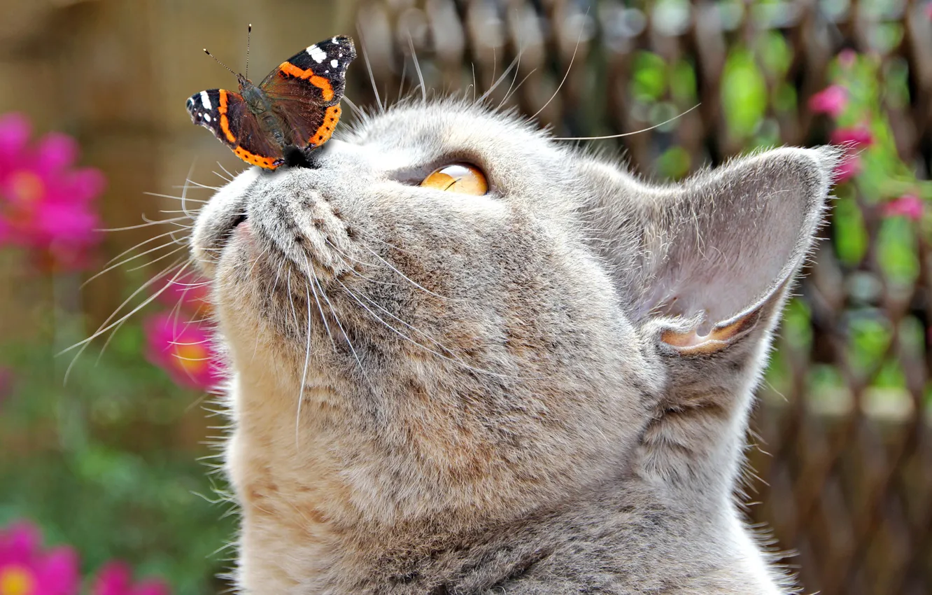 Фото обои кошка, кот, крупный план, бабочка, мордочка, боке
