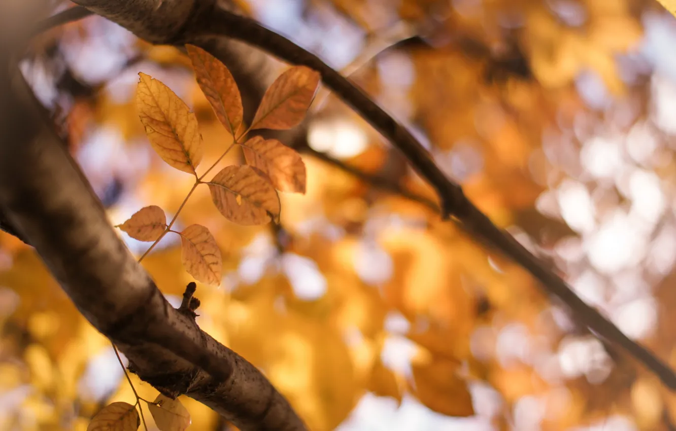 Фото обои осень, листья, ветки, природа
