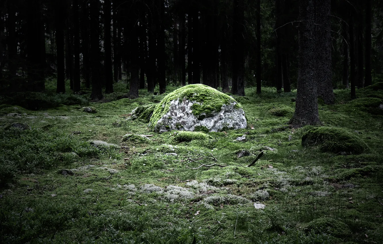 Фото обои лес, камень, magicstone