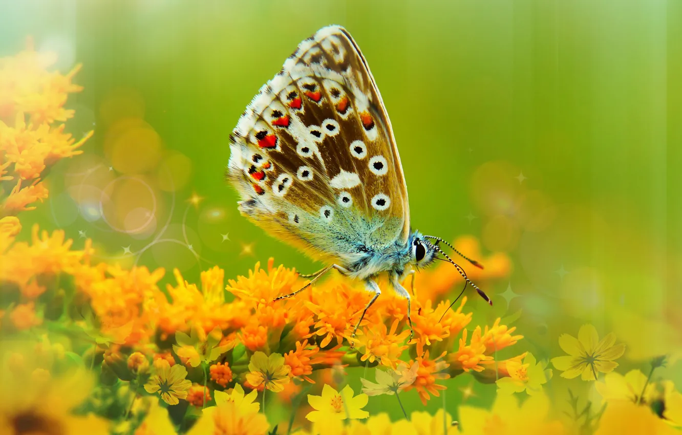 Фото обои лето, макро, цветы, зеленый, фон, бабочка, фотошоп, обработка