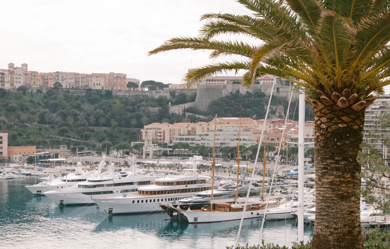 Фото обои пальма, здания, дома, яхты, Monte Carlo, Монте Карло