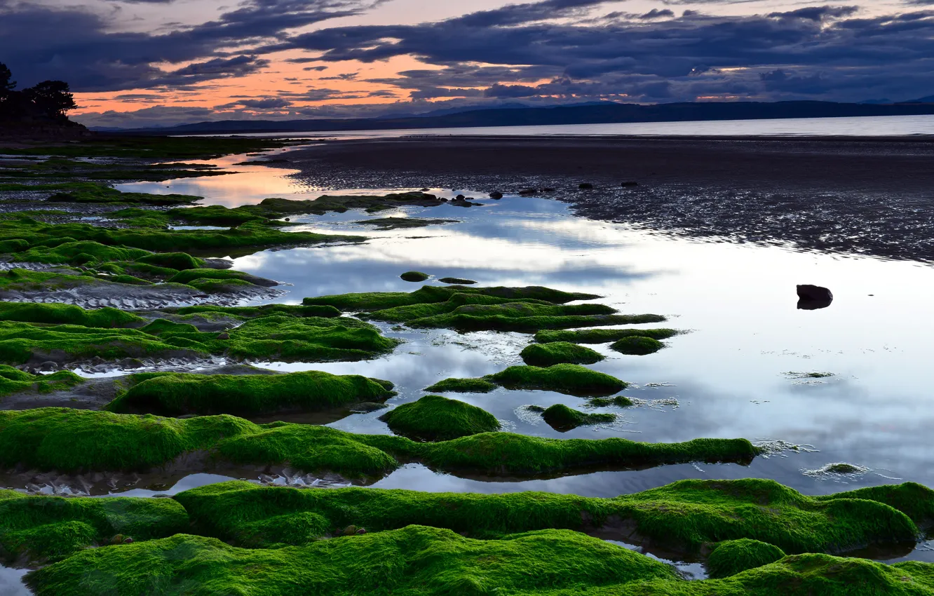 Фото обои море, пляж, водоросли, закат