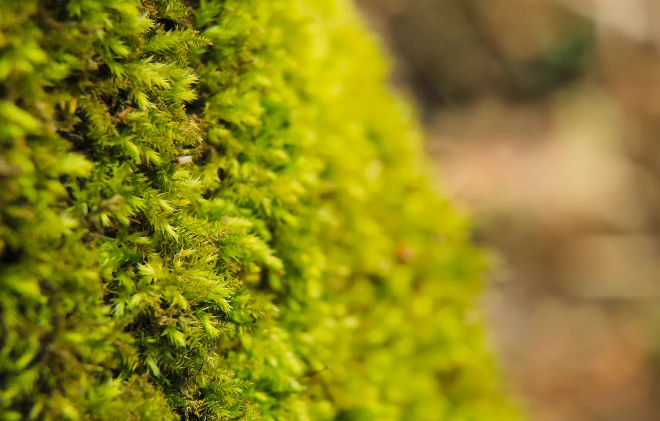 Фото обои green, plant, moss