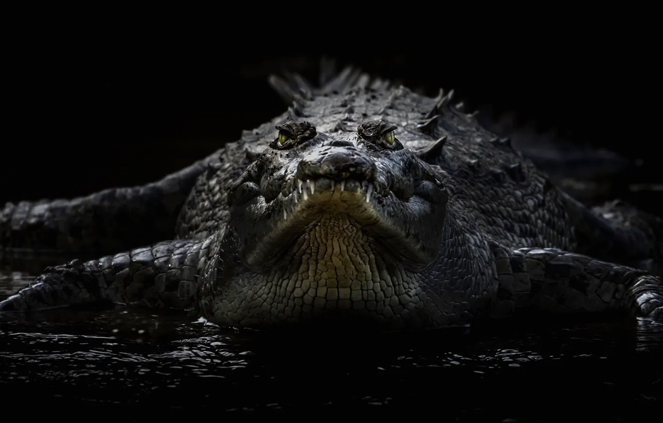 Фото обои рептилия, пресмыкающееся, острорылый крокодил