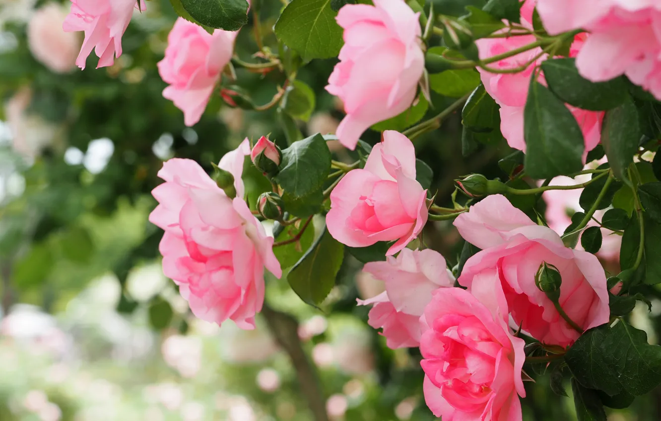 Фото обои макро, розы, розовый куст