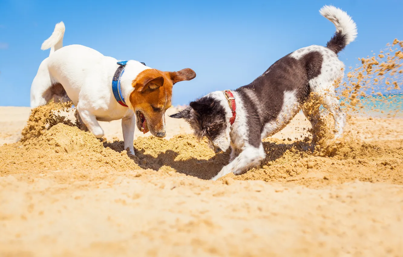 Фото обои Песок, Пляж, Собаки, Двое, Beach, Sand, Джек-рассел-терьер, Jack Russell Terrier
