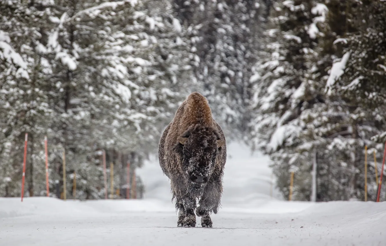 Фото обои winter, Wallpaper, animal, Bison, Wild ad furry