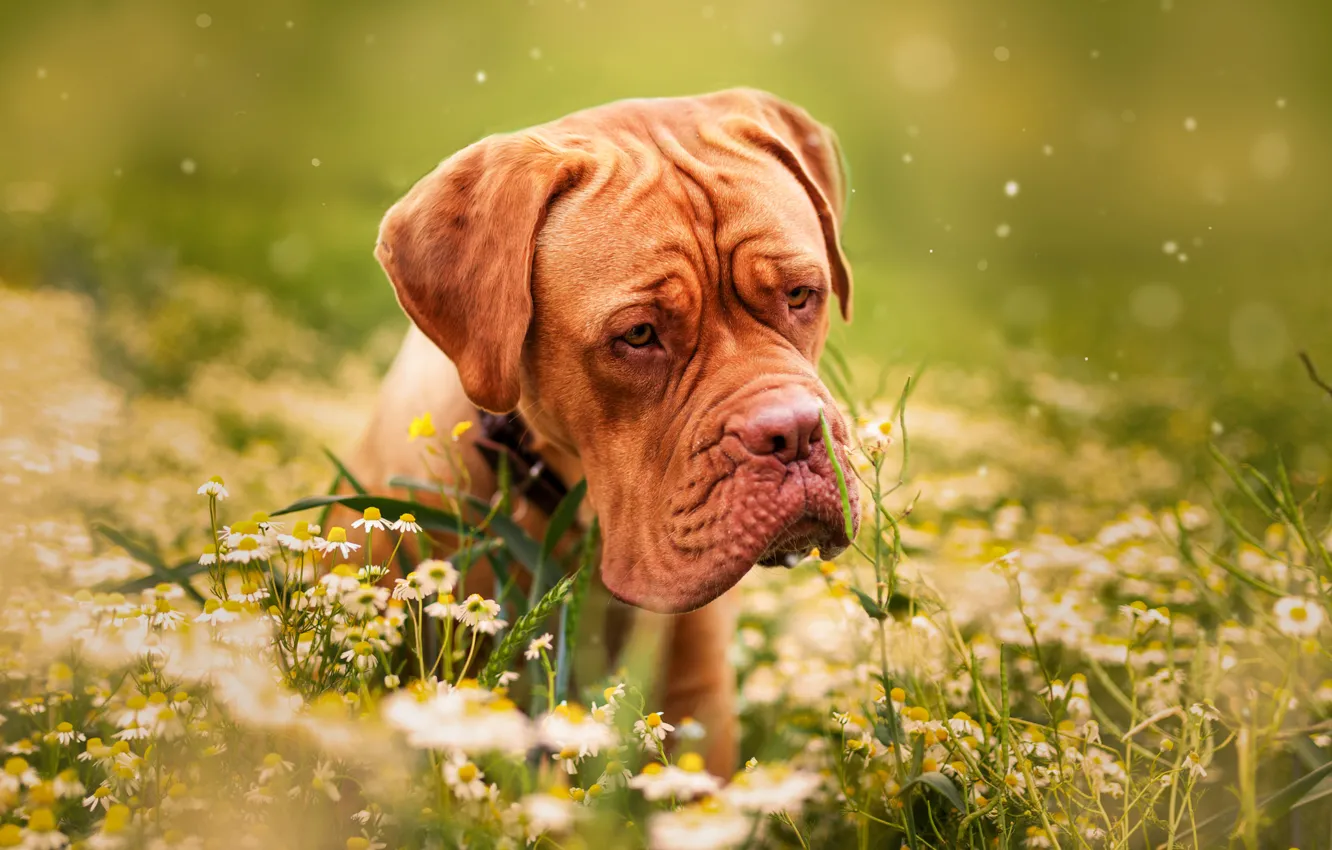 Фото обои трава, цветы, природа, животное, ромашки, собака, пёс, дог