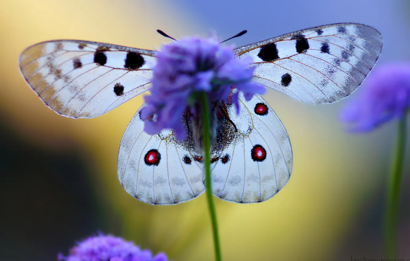 Фото обои цветок, крылья, бабочька, King of Alps