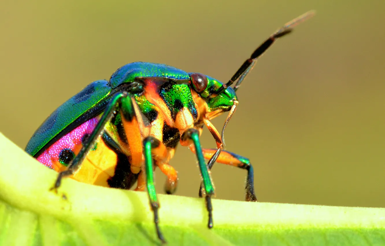 Фото обои природа, лист, жук, насекомое