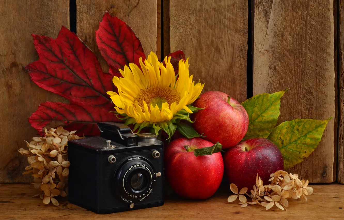 Фото обои листья, яблоки, подсолнух, фотоаппарат