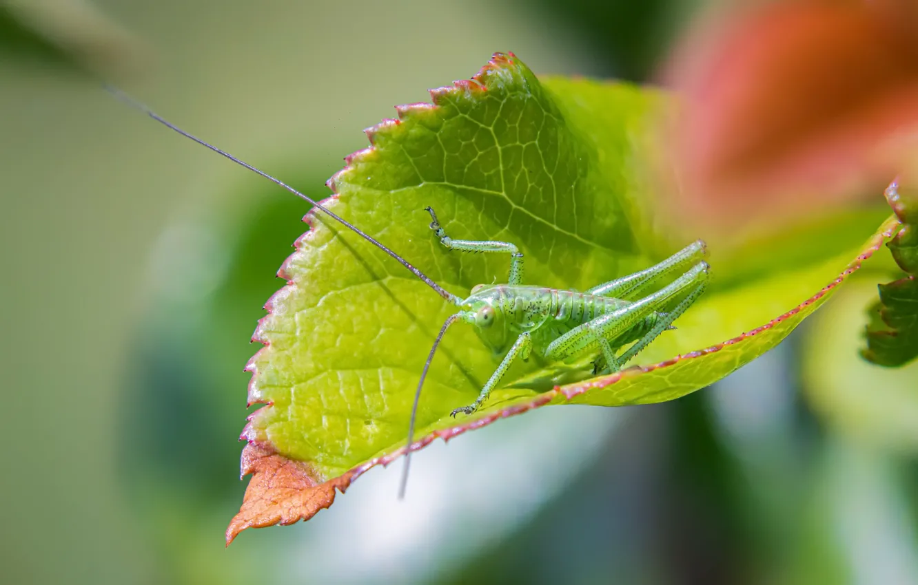 Фото обои green, insect, Grasshopper