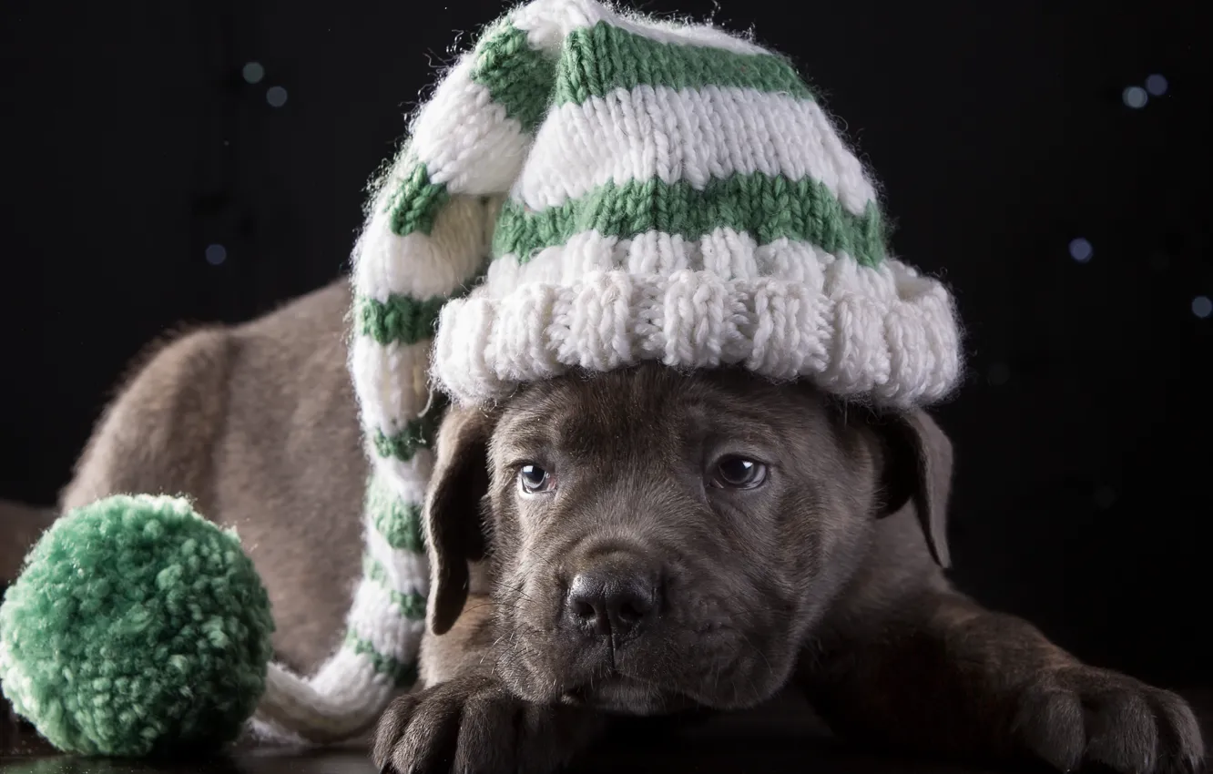 Фото обои шапка, милый, щенок, порода, кане-корсо