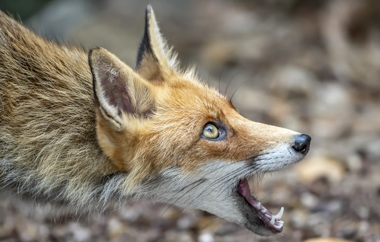 Осторожный и лиса зверь