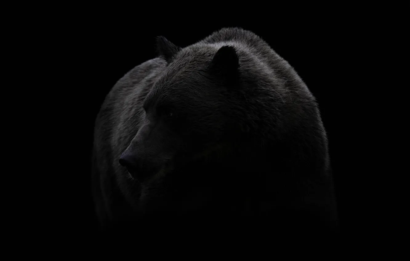 Фото обои природа, фон, медведь