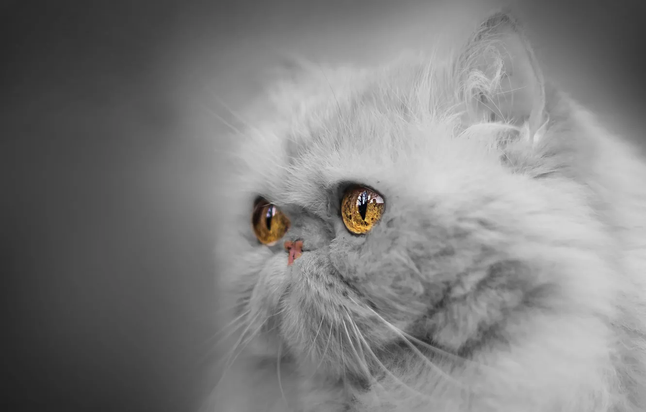 Фото обои глаза, взгляд, портрет, мордочка, монохром, персидская кошка