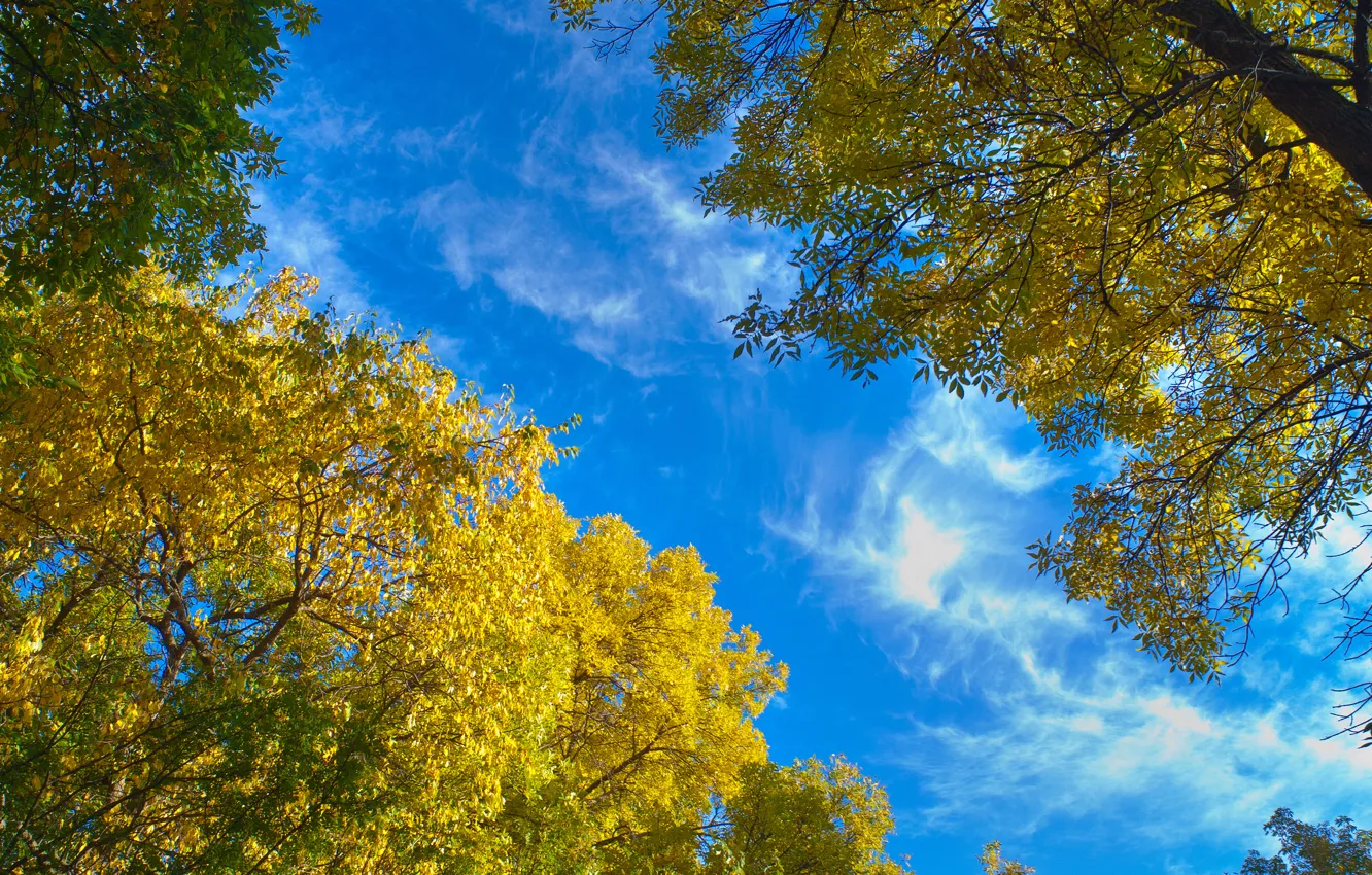 Фото обои осень, листья, деревья, природа, голубое небо