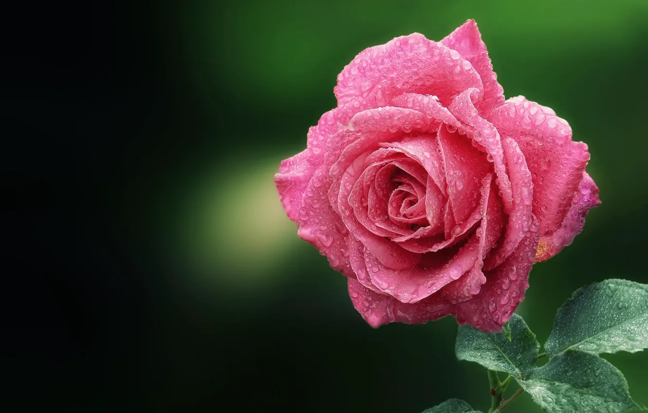 Фото обои цветок, капли, макро, роса, розовая, роза
