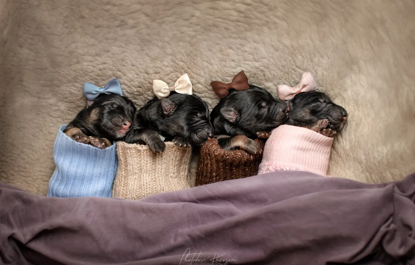 Фото обои щенки, носки, бантики, крошки