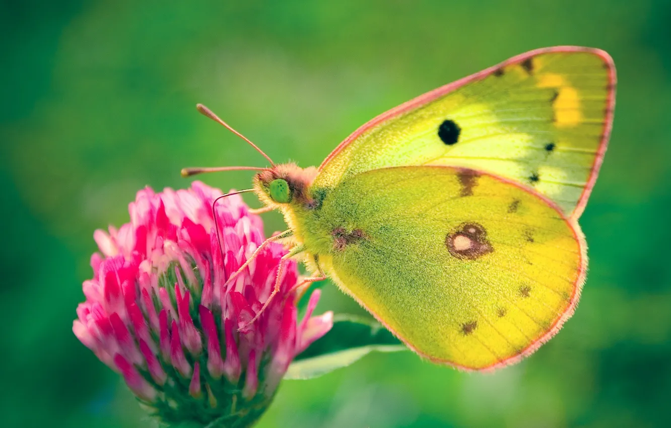 Фото обои зеленый, Бабочка, клевер