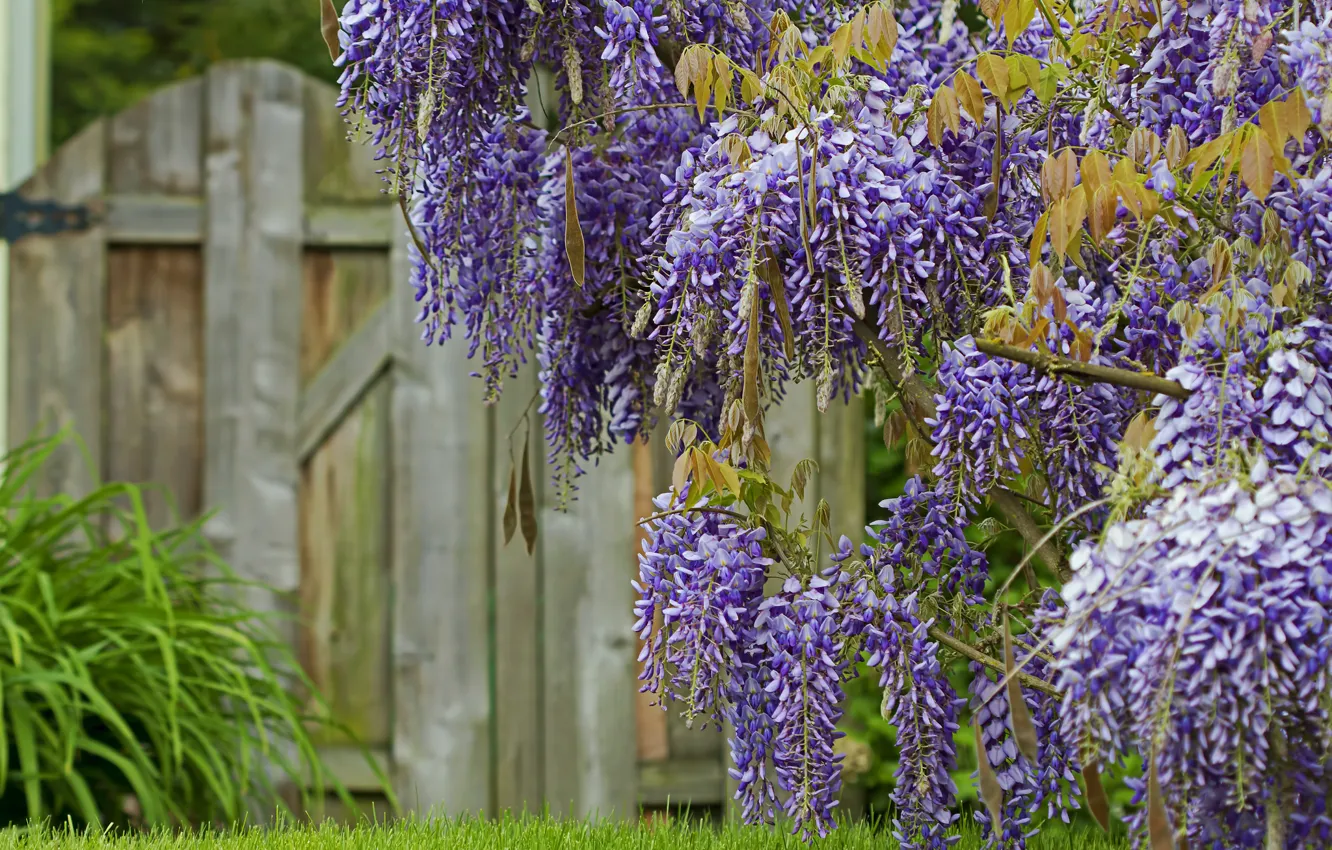 Фото обои цветение, Глициния, bloom, Wisteria