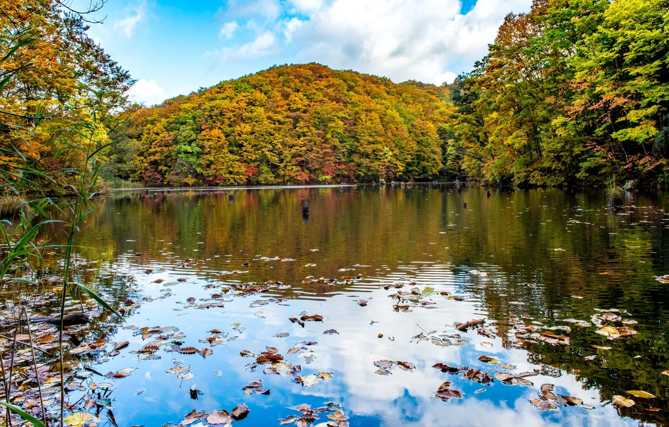 Фото обои осень, деревья, пейзаж, водоем