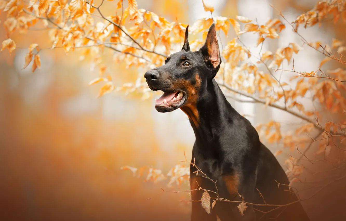 Фото обои осень, морда, ветки, собака, Доберман
