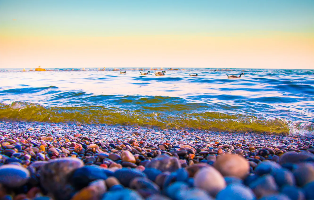 Фото обои Canada, beach, twilight, sunset, dusk, stones, Lake Ontario, ducks