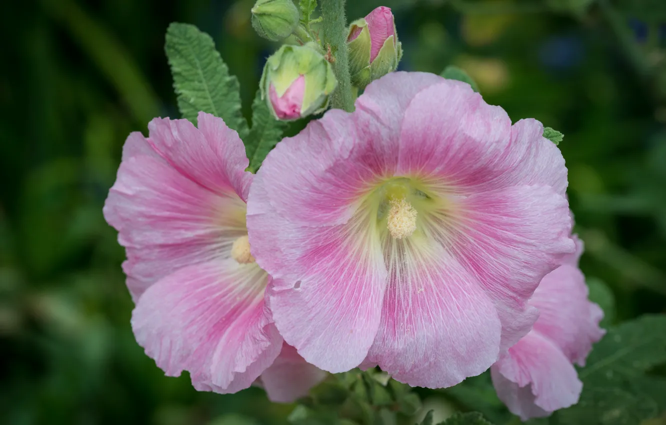 Фото обои макро, розовые, мальва