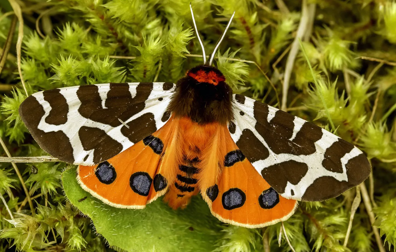 Фото обои мотылёк, garden tiger, great tiger moth