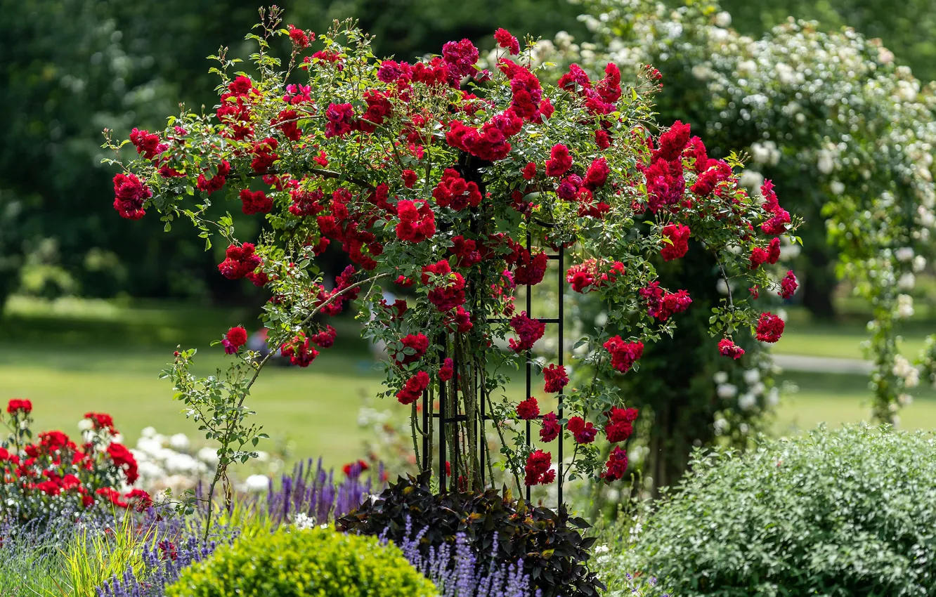 Фото обои цветы, розы, сад, опора, красные, клумбы, розовый куст, плетистая роза