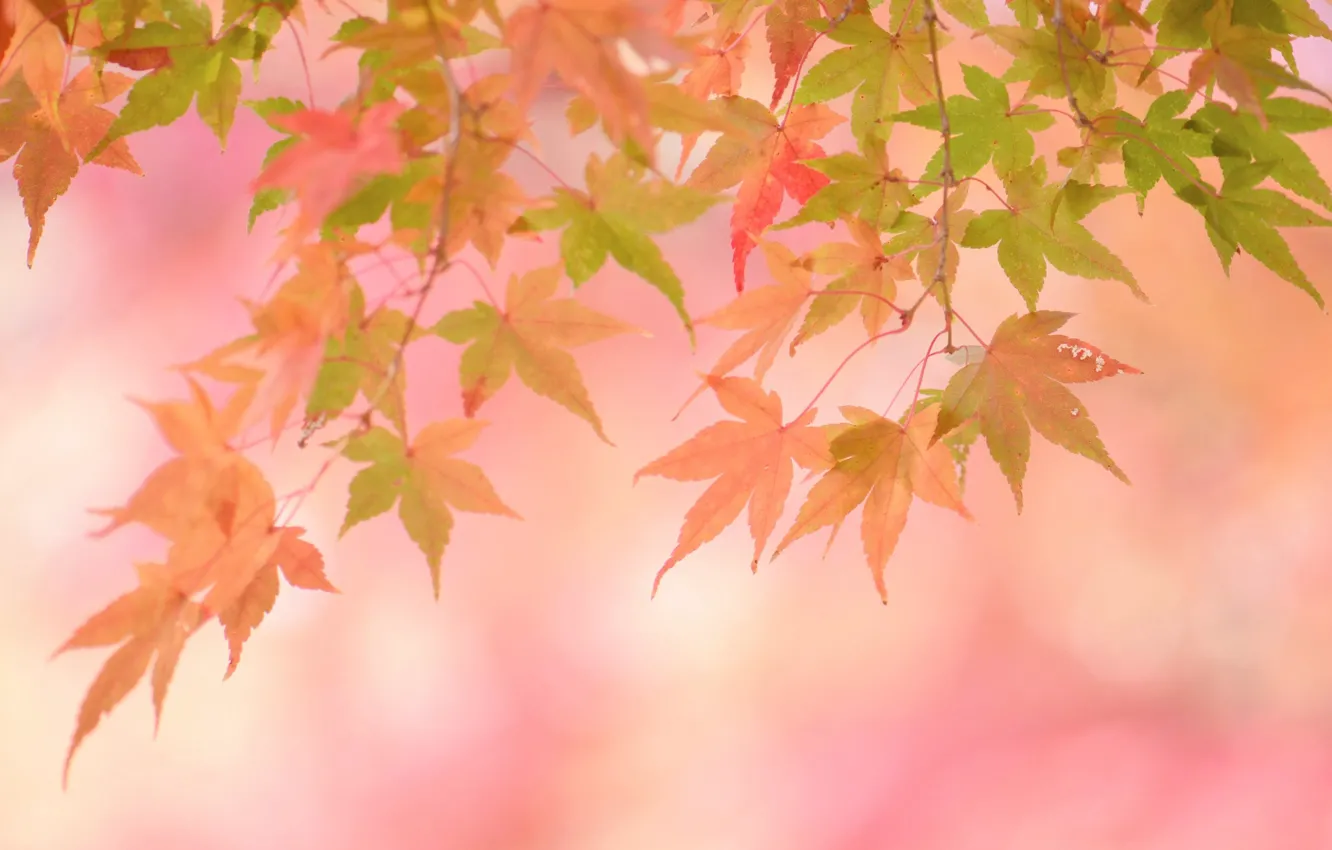 Фото обои осень, листья, фон, розовый, цвет, жёлтые листья