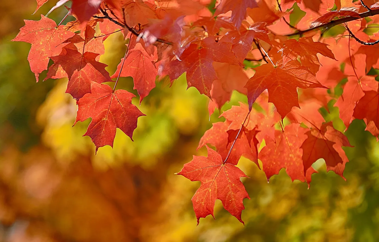 Фото обои осень, листья, ветка, боке
