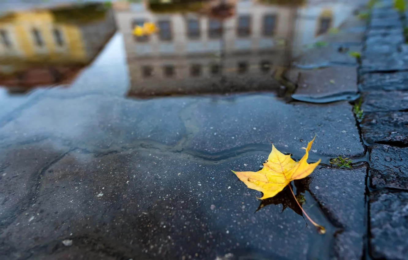 Фото обои осень, вода, желтый, город, лист, отражение, здания, лужа