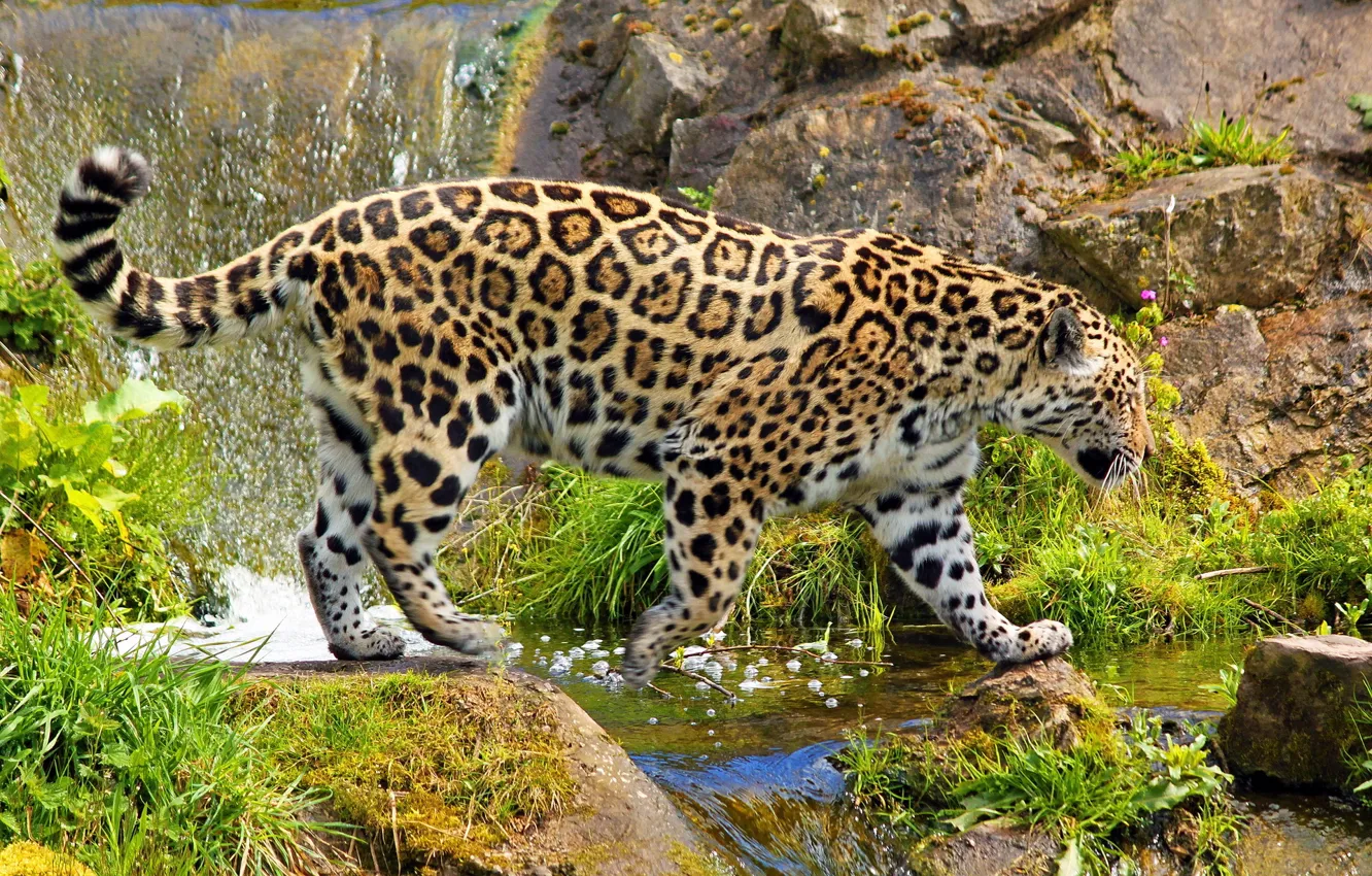 Фото обои камни, водопад, ягуар, большая кошка, идёт