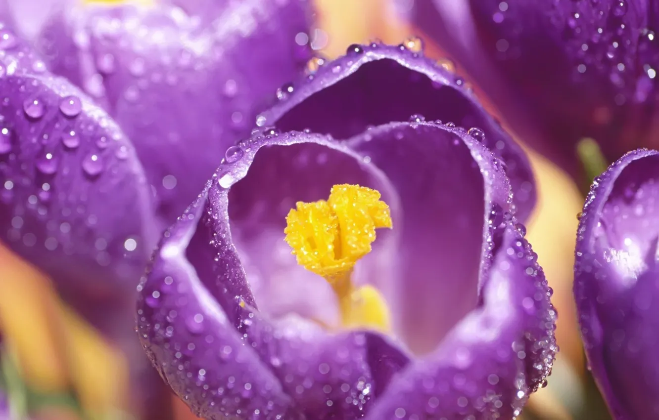 Фото обои цветок, фиолетовый, роса, лепестки, пестик