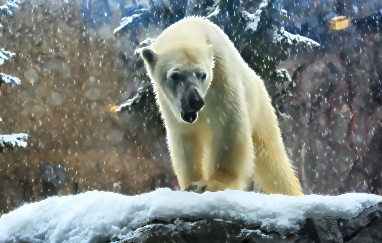 Фото обои зима, белый, природа, хищник, мощь, медведь