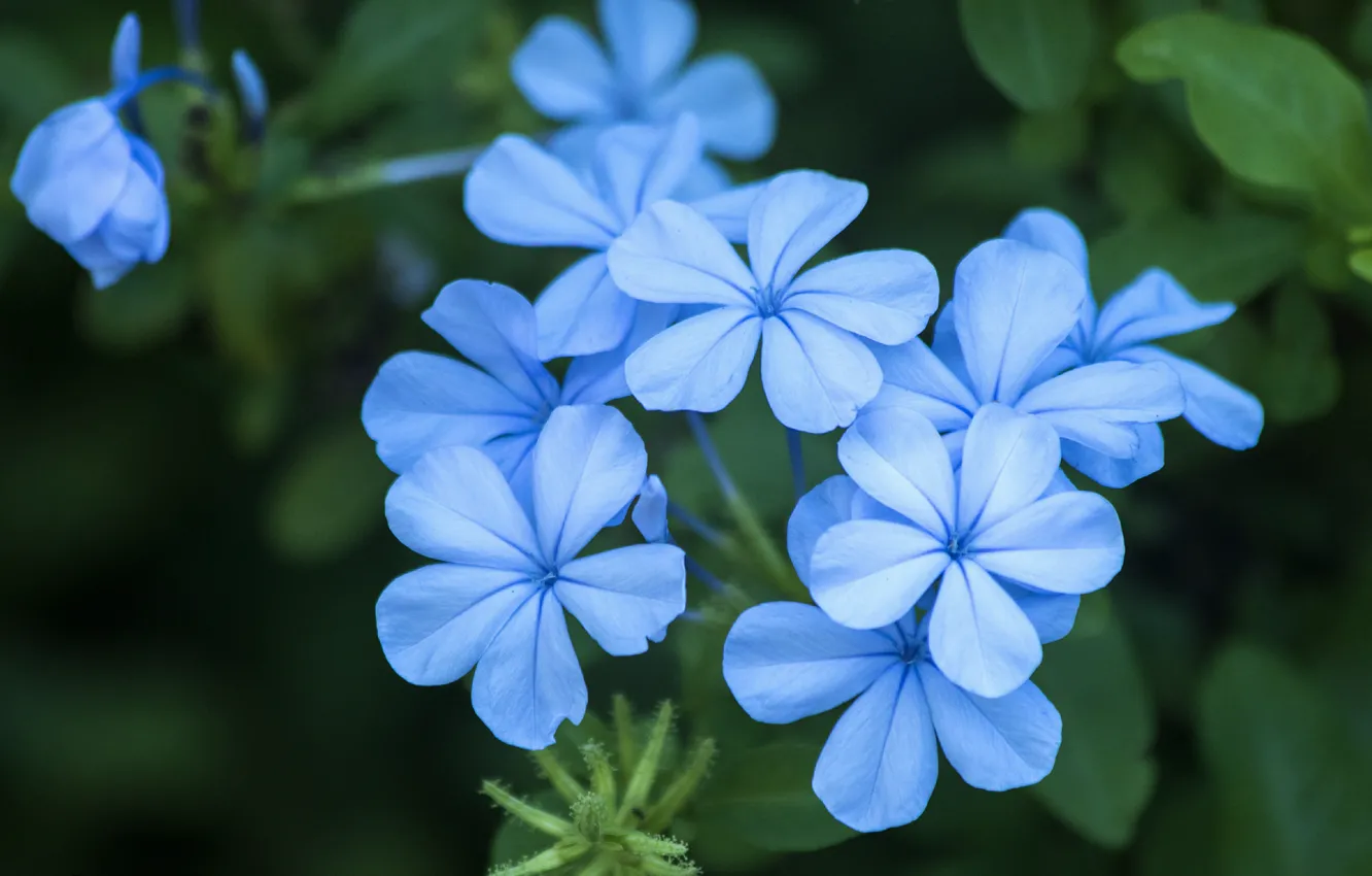 Фото обои Цветочки, Плюмбаго, Свинчатка, Голубые цветы, Blue flowers