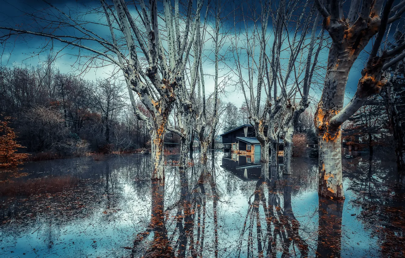 Фото обои деревья, природа, дом