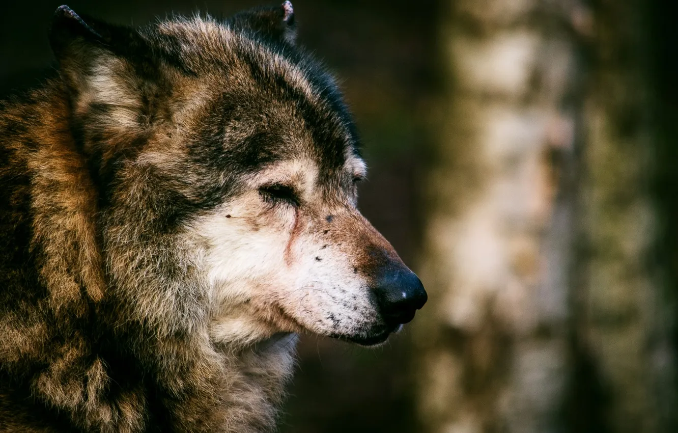 Фото обои fantasy, nature, art, snow, predator, face, animal, wolf