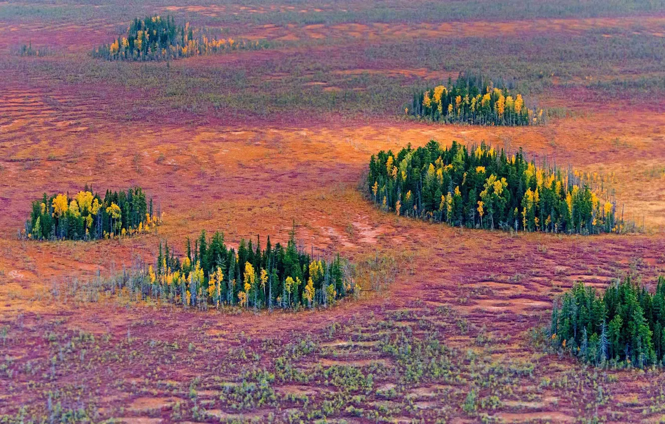 Фото обои осень, деревья, Россия, островок, Восточно-Сибирская тайга