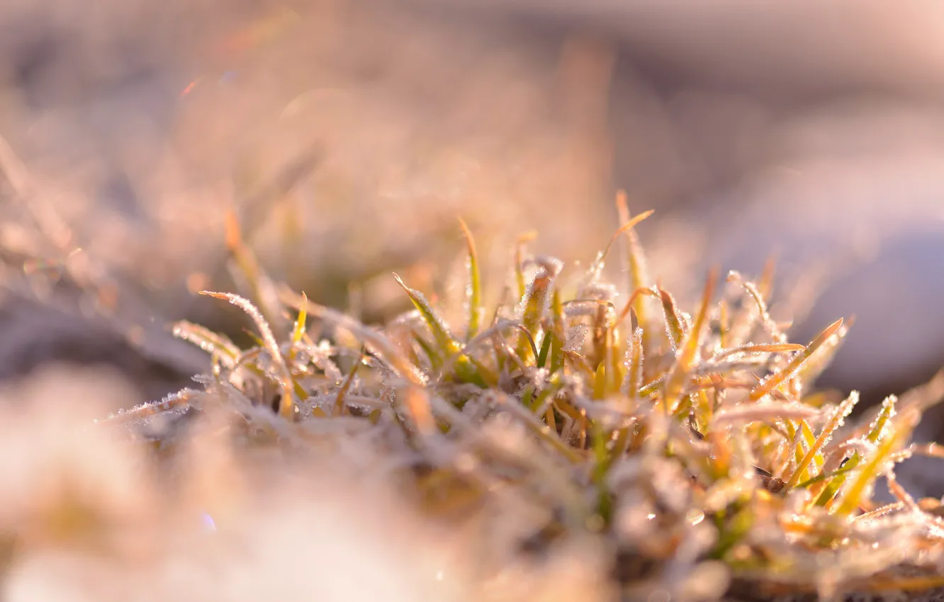 Фото обои иней, трава, заморозки, кустик
