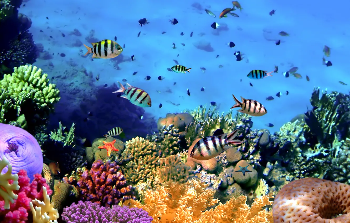 Фото обои рыбки, подводный мир, underwater, ocean, fishes, tropical, reef, coral