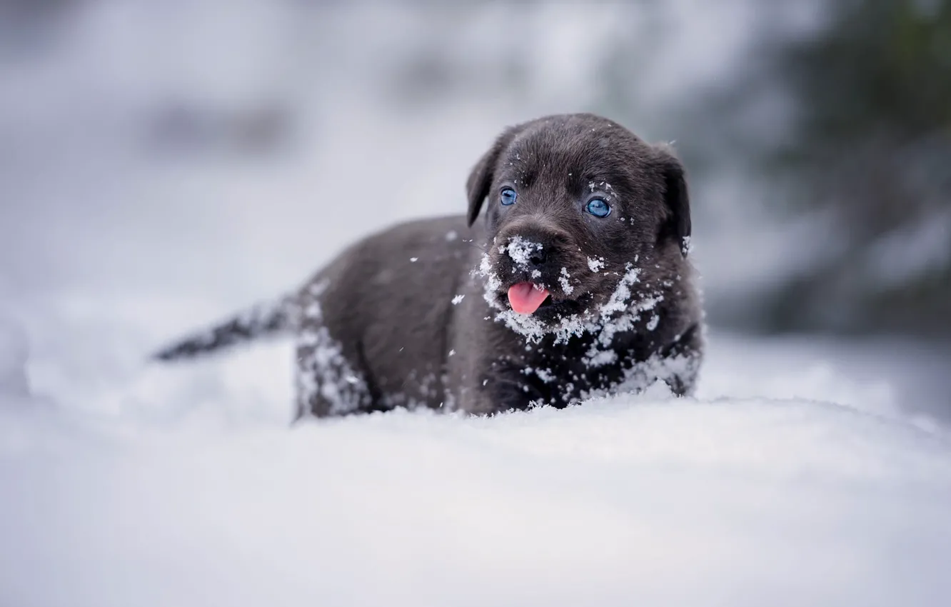 Фото обои зима, язык, взгляд, снег, портрет, собака, малыш, сугробы